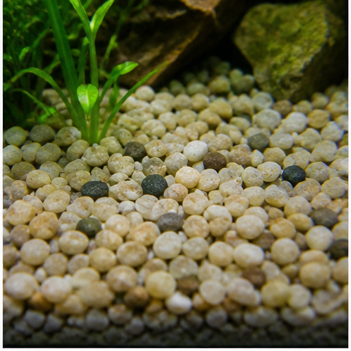 Aquariumbodem arrondi dans un aquarium