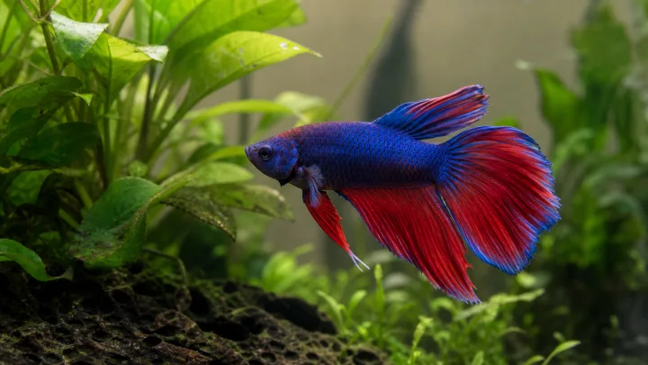 Betta-compatibiliteit
