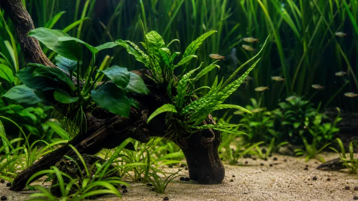 Makkelijke planten