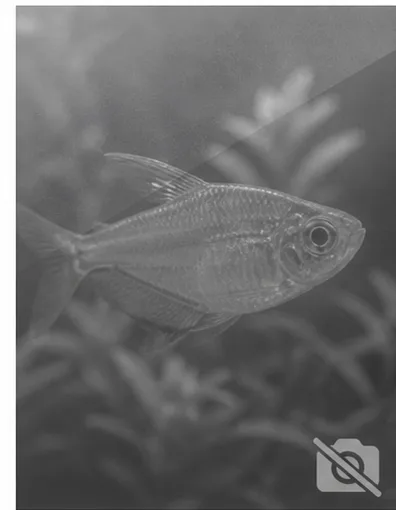 Centropyge acanthops Afrikaanse engel van Afrika
