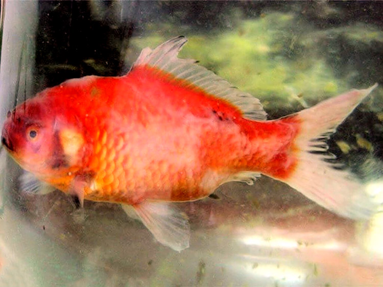 Een slijmvliesgist - Waded storting met het aspect van schimmel.