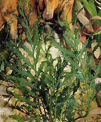 Bolbitis heudelotii