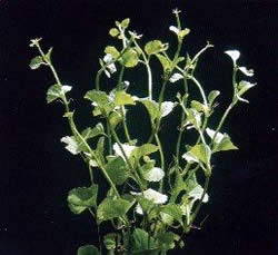 Cardamine lyrata