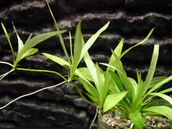 Echinodorus bolivianus