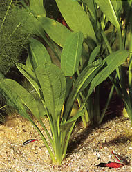 Echinodorus parviflorus