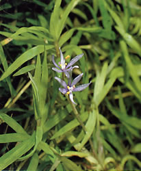 Heteranthera zosterifolia