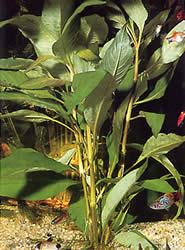 Hygrophila corymbosa