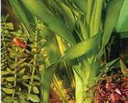 Crinum thaianum 