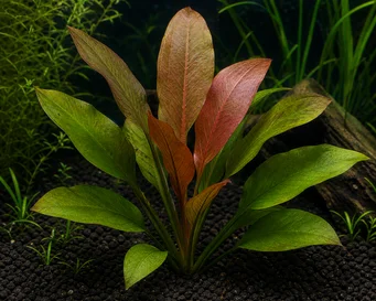 Echinodorus osiris