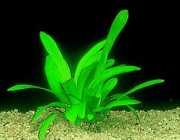 Sagittaria platyphylla 