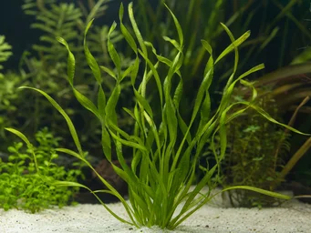 Vallisneria spiralis