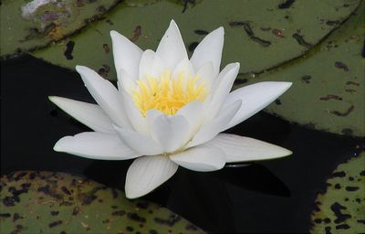 Nymphaea alba l