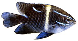 Abudefduf oxyodon
