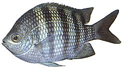 Abudefduf saxatilis (Sergeant majoor)