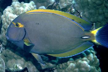 Acanthurus Dussumieri (Sterke oogchirurg)
