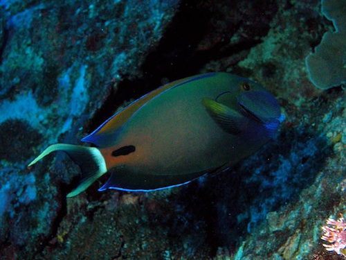Acanthurus Fowleri (Fowler -chirurg vis)