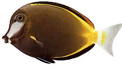 Acanthurus Japonicus