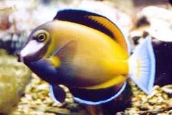 Acanthurus japonicus (Witte wangen chirurg)
