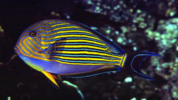 Acanthurus Lineatus (Gestreepte chirurg)