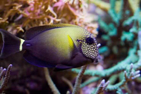 Acanthurus Maculiceps (Gevlekte chirurg)