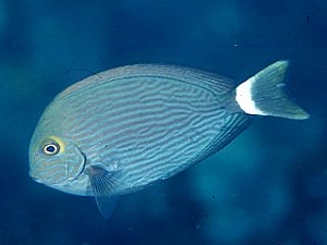 Acanthurus Mata (Wittechirurg)
