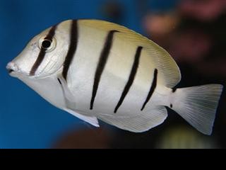 Acanthurus Triostegus (Veroordelen)