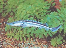 Acipenser stellatus