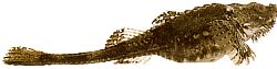 Agonus cataphractus (Zeemuis)