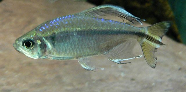 Alestopetersius caudalis (Alestopetersius caudalis)