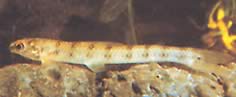 Ammocryptocharax minutus (Characin-fluche minuut)