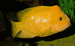 Amphilophus citrinellus (Amfilophus citrinelus)