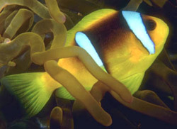 Amphiprion bicinctus