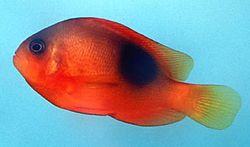 Amphiprion ephippium (Paardenwinnende clownvis)