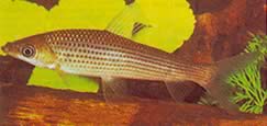 Anostomus plicatus (Anostomus duidelijk op drie punten)