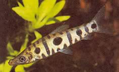 Anostomus spiloclistron (Valse anostomus met drie plekken)