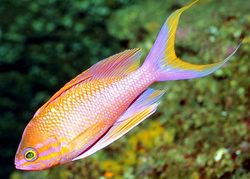 Anthias anthias (Kapper)