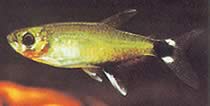 Aphyocharax paraguayensis (Witte ocel tetra, zon tetra)