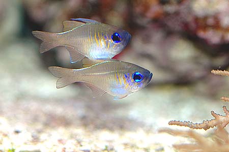 Apogon leptacanthus (Apogon met blauwe strips)