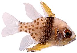 Apogon nematopterus (Apogon pyjama)
