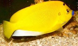 Apolemichthys trimaculatus Tritachery -vis