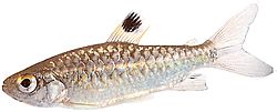 Arnoldichthys spilopterus