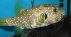 Arothron hispidus (Blauwe vlekballonvissen)