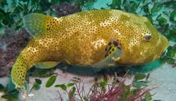 Arothron stellatus (Ster)