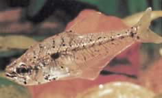 Asiphonichthys condei