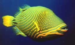 Balistapus undulatus (Golvend)