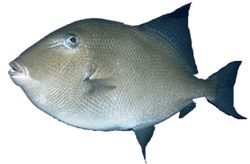 Balistes carolinensis (Varkensvlees)