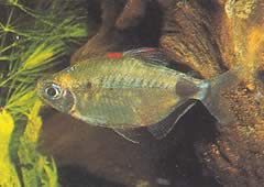 Bathyaethiops breuseghemi (Afrikaanse tetra-maan)