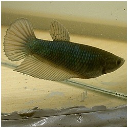 Betta splendens queue de peigne bestrijden