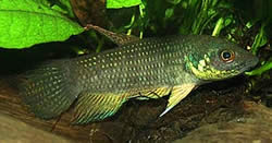 Betta trifasciata Vechter