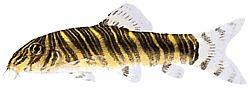 Botia striata